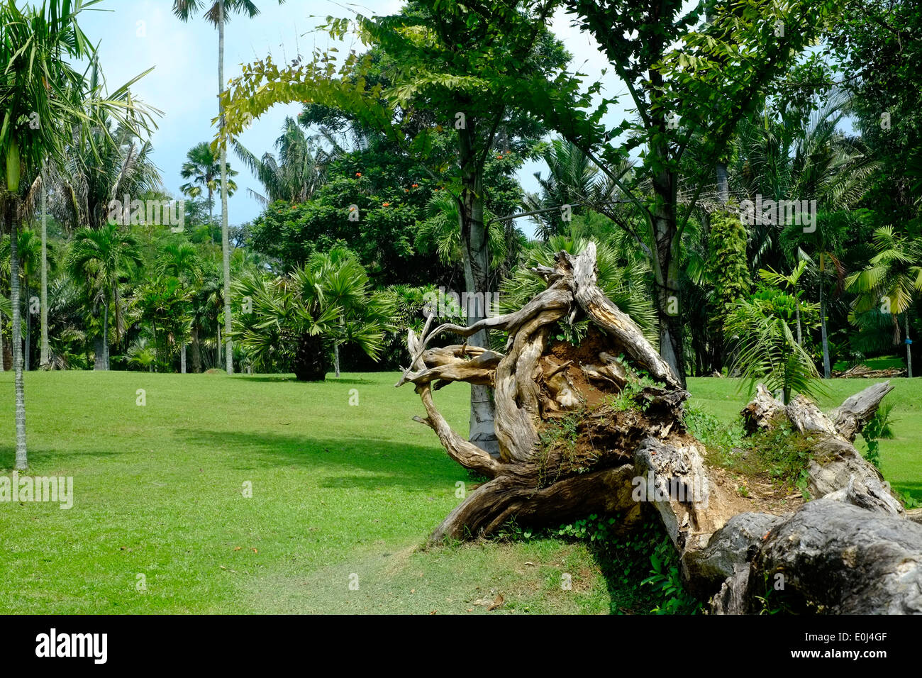 Un tronc d'arbre tombé dans la verdure à l'purwodadi botanical gardens près de Malang est de Java en Indonésie Banque D'Images