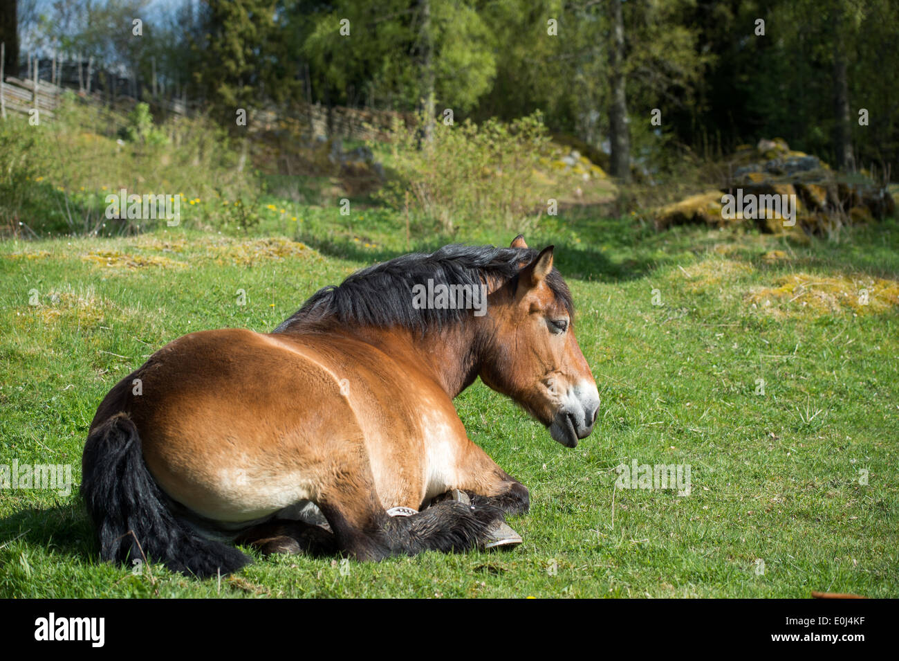 Cheval ardennais reposant sur une journée ensoleillée à la campagne de Suède Banque D'Images