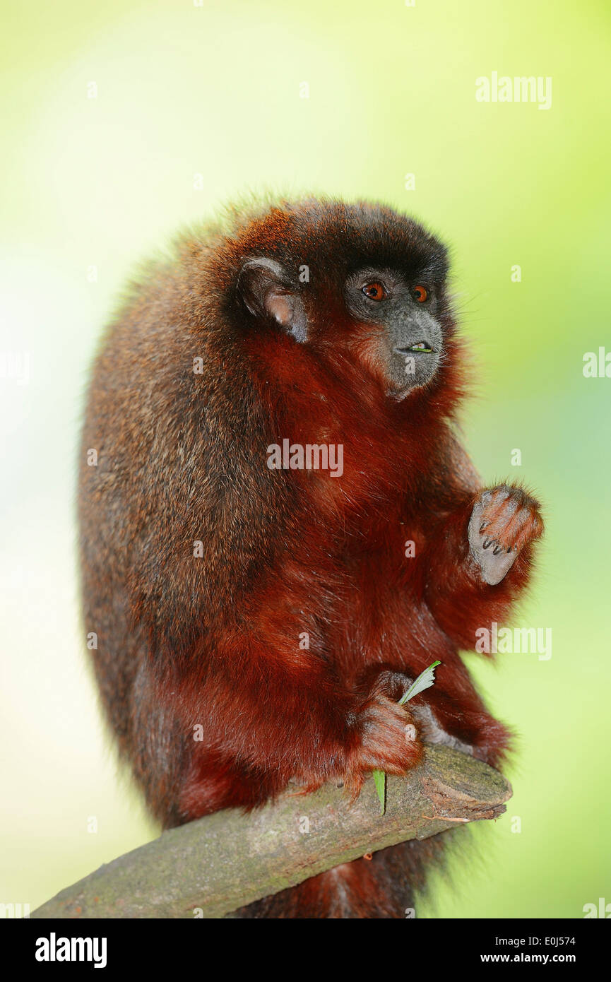 Titi cuivrée ou rouge singe singe Titi (Callicebus cupreus) Banque D'Images