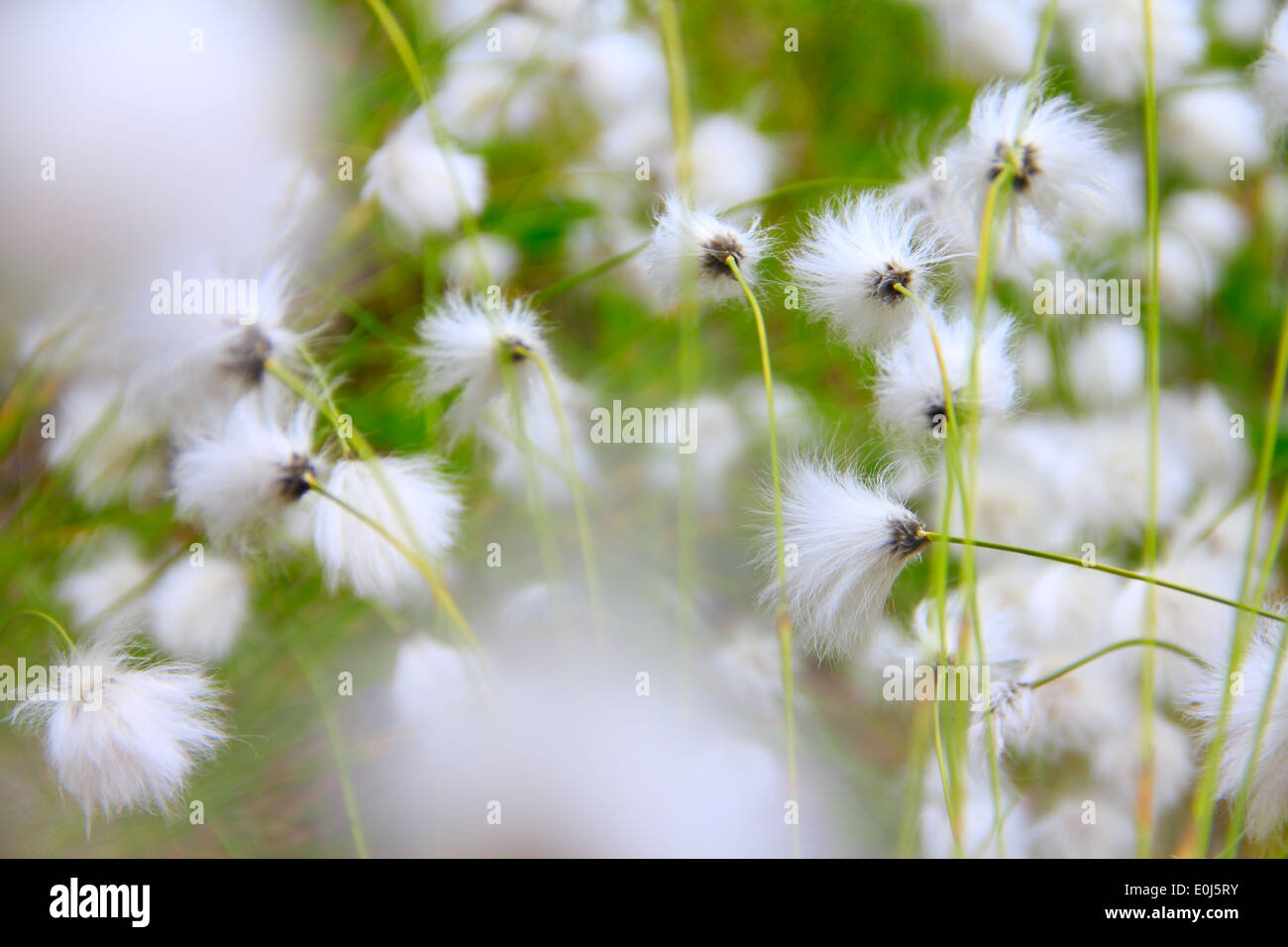 Belles fleurs blanches de linaigrettes, Eriophorum vaginatum Banque D'Images