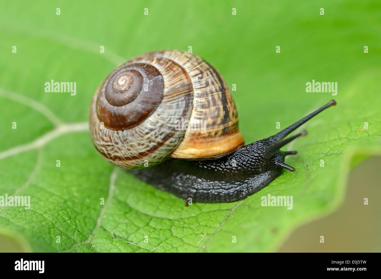 Copse escargot, Escargot arbre ou le verger (escargots Arianta arbustorum), Nordrhein-Westfalen, Allemagne Banque D'Images