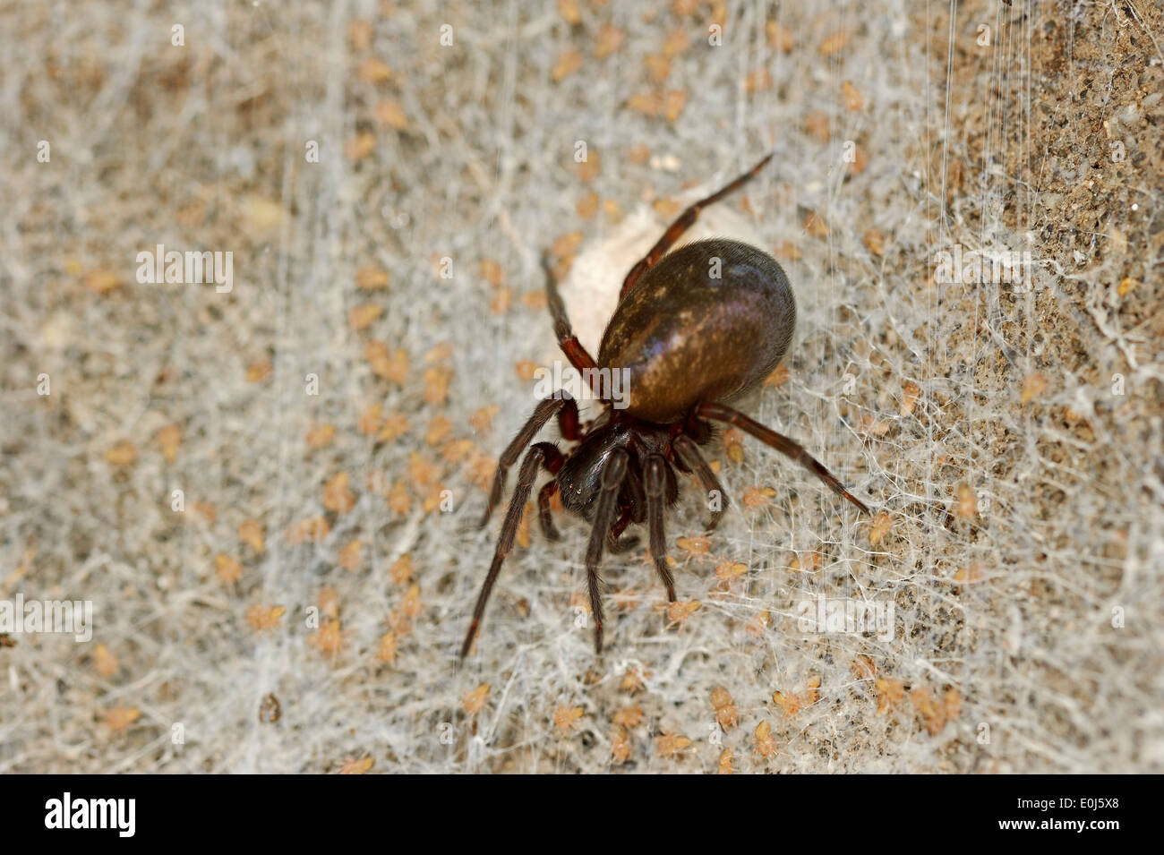 Dentelle noire Weaver Spider (Amaurobius ferox), Femme avec youngs, Rhénanie du Nord-Westphalie, Allemagne Banque D'Images