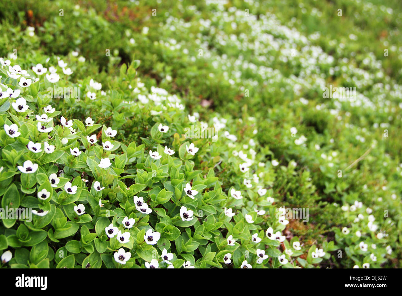 Dwarf Cornel fleurs blanches de Laponie Banque D'Images