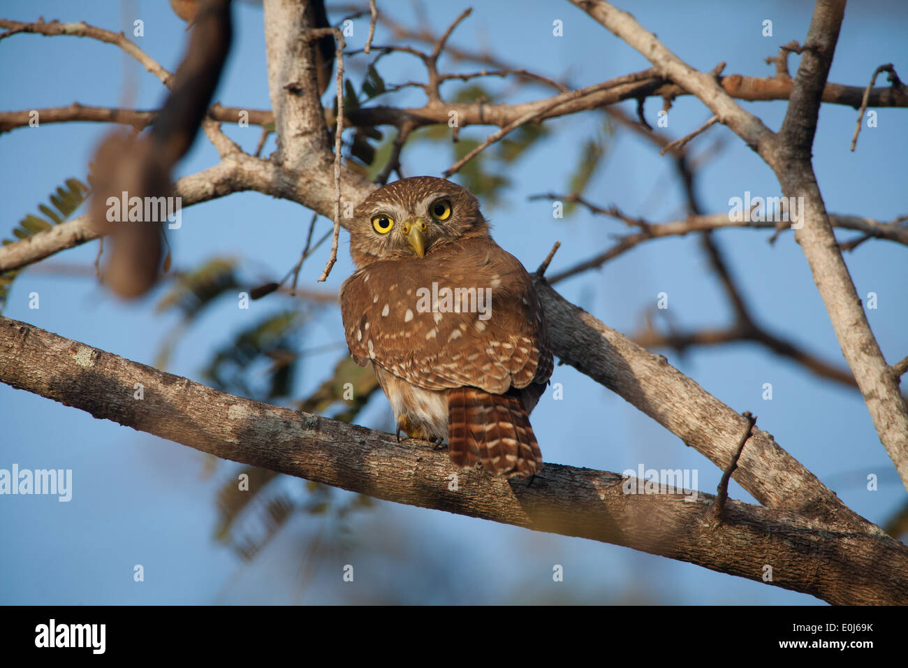 La Chevêchette naine Glaucidium brasilianum ferrugineux,, dans un arbre en Penonome, province de Cocle, République du Panama. Banque D'Images