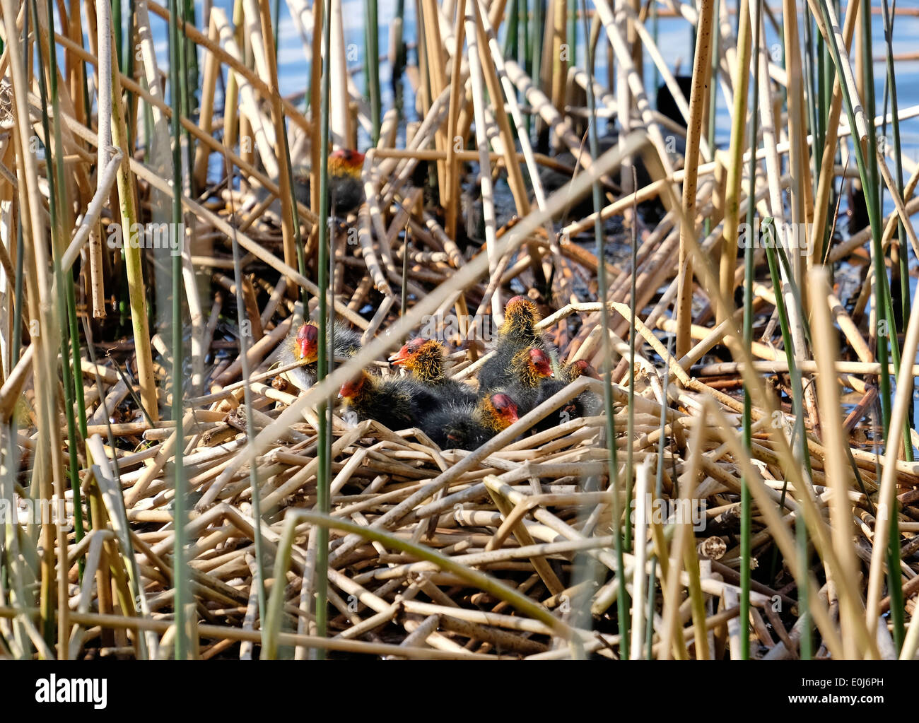 Foulque chicks on nest Milton Cambridgeshire Angleterre Banque D'Images