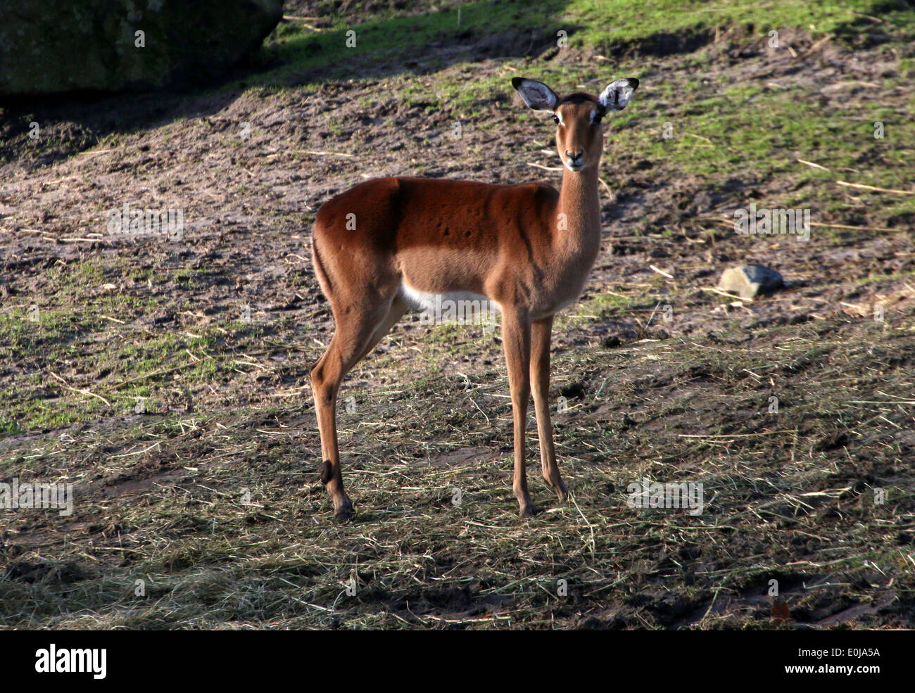 Impala (Aepyceros melampus), une variété d'antilope africaine Banque D'Images