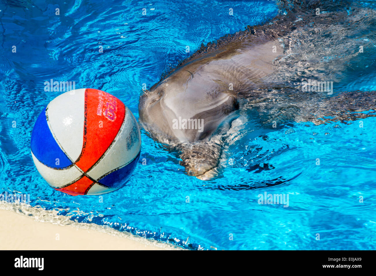 Un grand dauphin jouant avec une balle au cours d'une session de formation de la piscine Banque D'Images