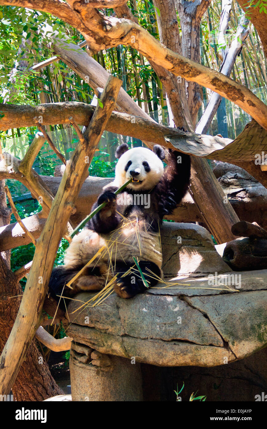 Panda géant manger bambou dans le Zoo de San Diego, Balboa Park, San Diego, Californie, États-Unis. Banque D'Images