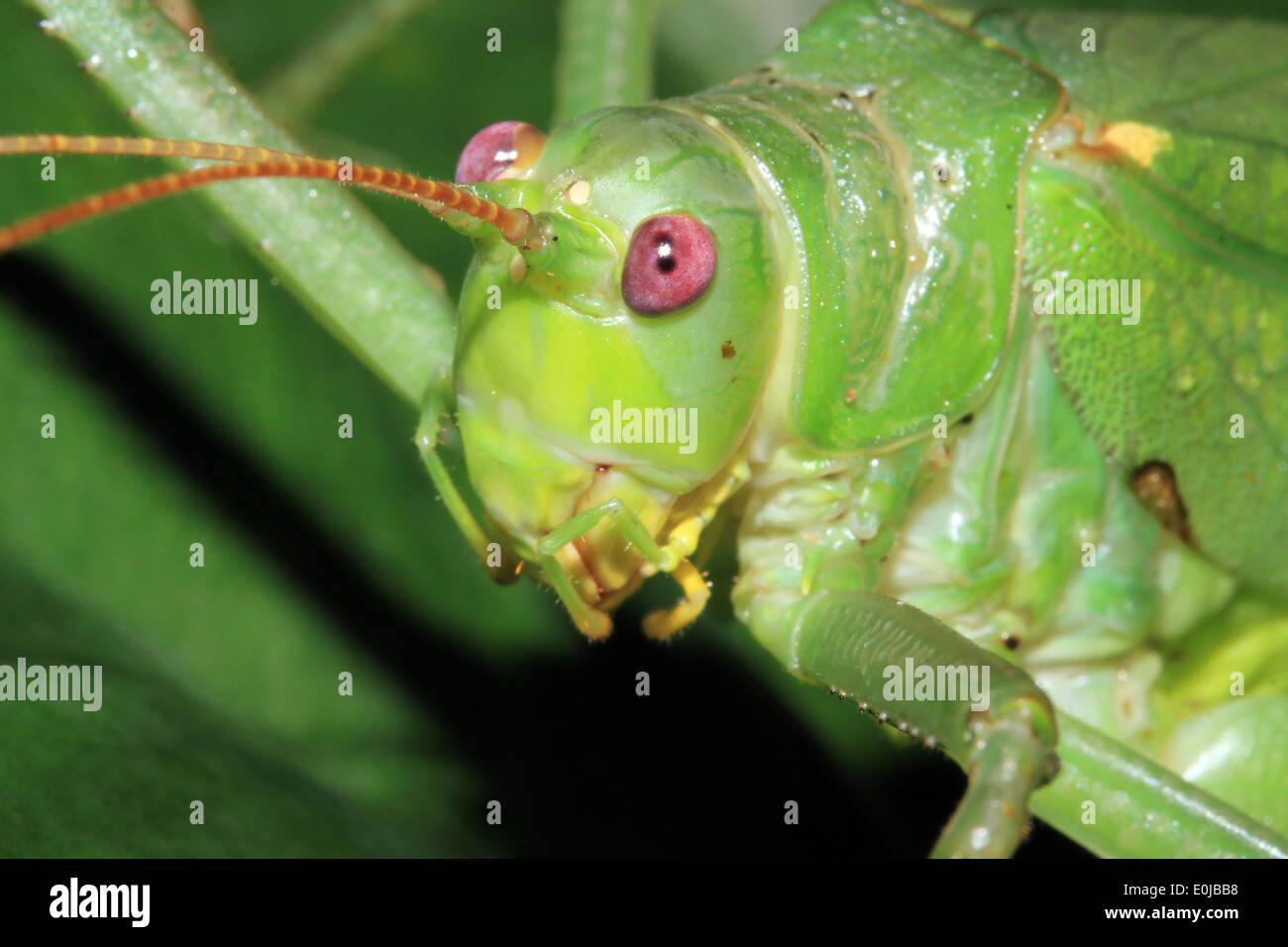 Close-up of a Katydid (non identifiés), la baie Drake, Costa Rica Banque D'Images