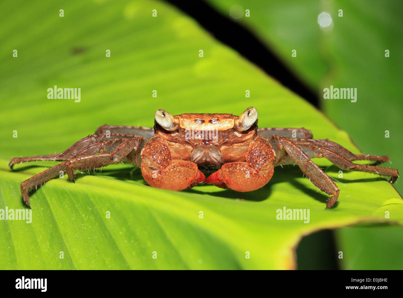 De Forêt vierge (alias Crabe Crabe Arbres) espèces, la baie Drake, péninsule d'Osa, au Costa Rica Banque D'Images