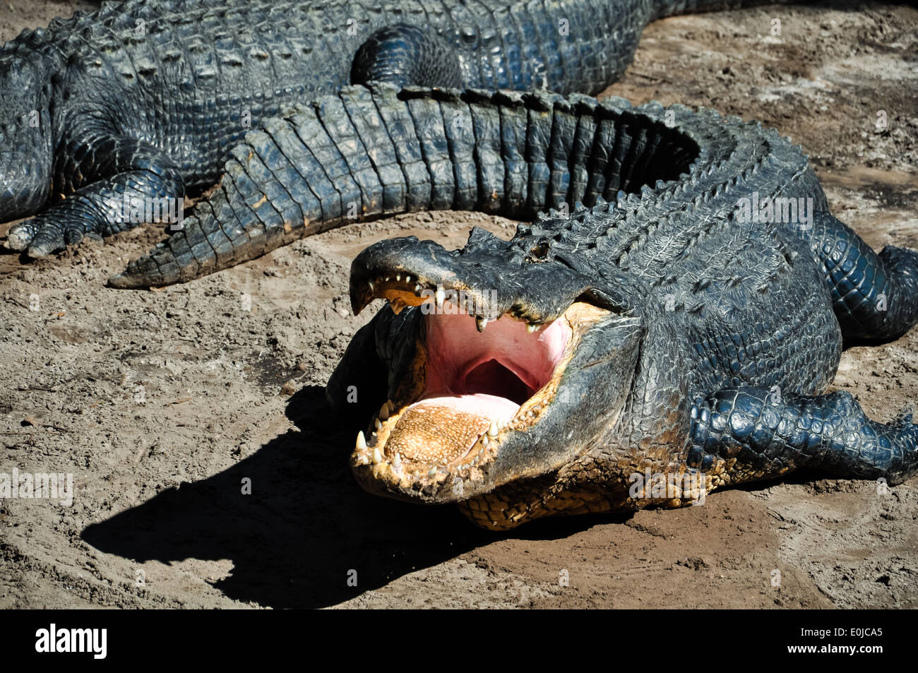 Alligator avec la bouche grande ouverte Banque D'Images