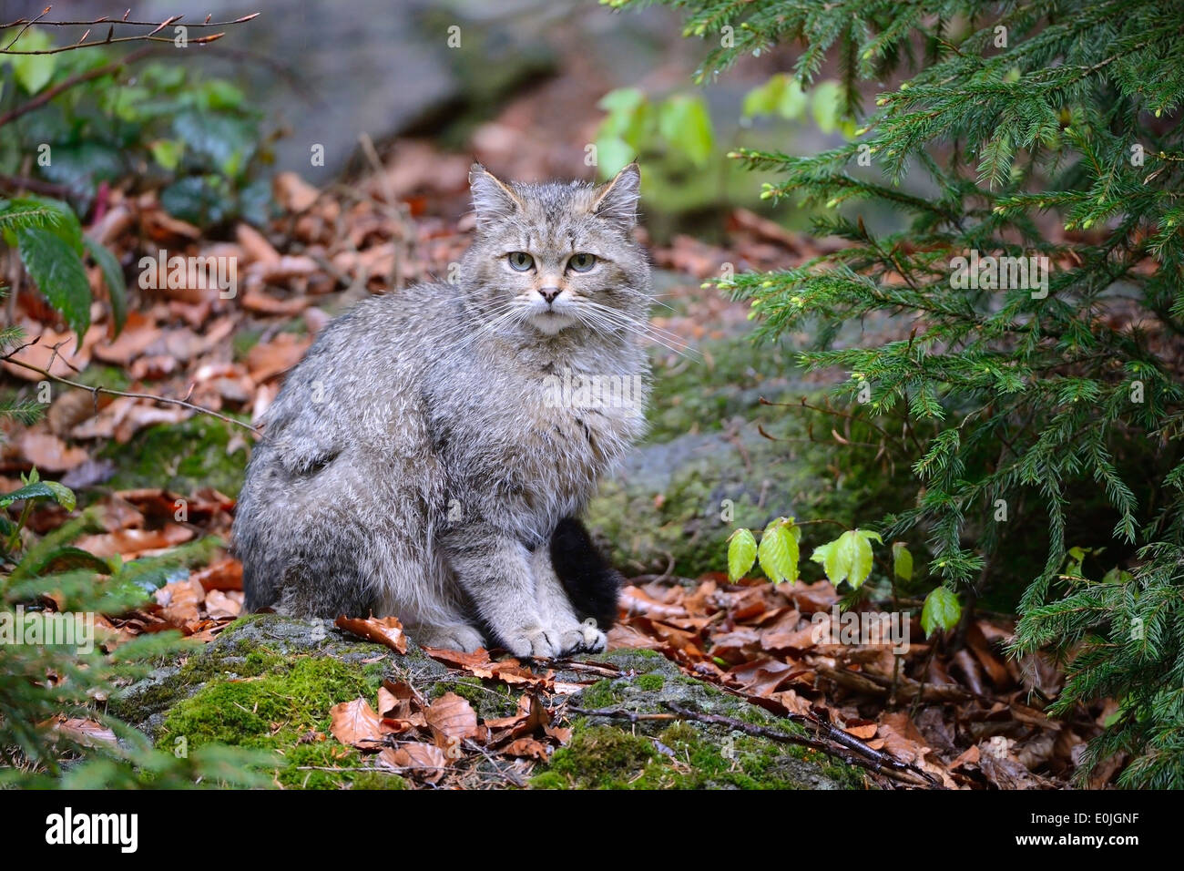 Wildkatze (Felis silvestris), captive, Bayern, Deutschland Banque D'Images