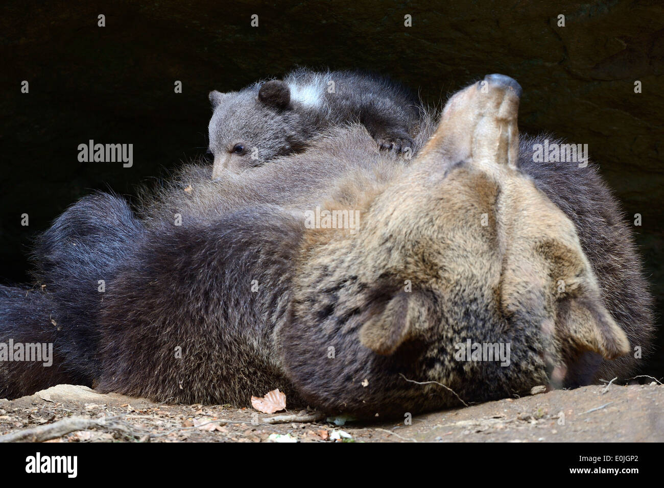Europäischer Braunbär (Ursus arctos), säugt Jungtier Muttertier, 3 Monate, captive, Bayern, Deutschland Banque D'Images