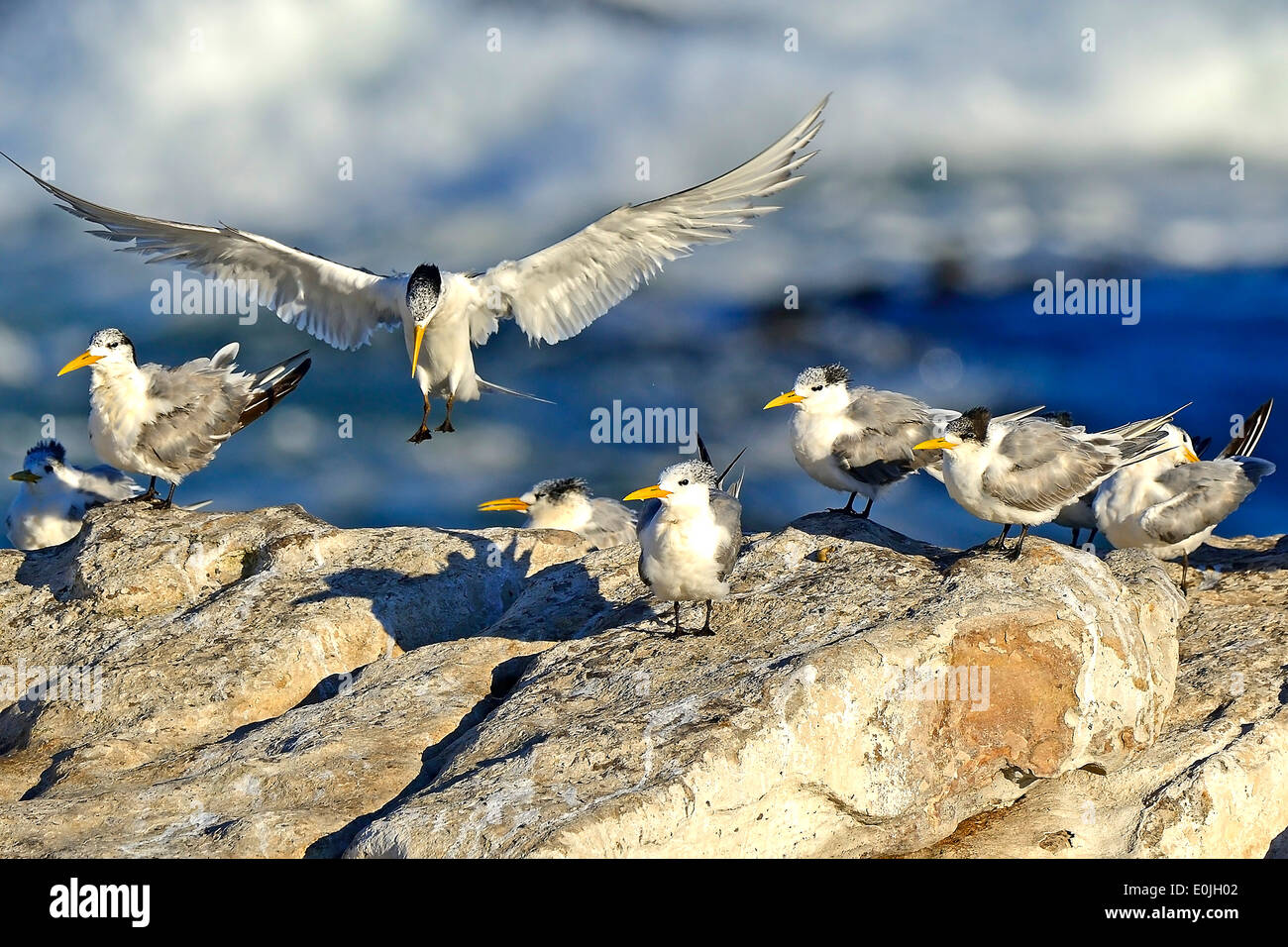 Eilseeschwalbe (Thalasseus bergii), l'île Bird, Lamberts Bay, à l'Ouest Kap, Western Cape, Suedafrika, Afrika Banque D'Images