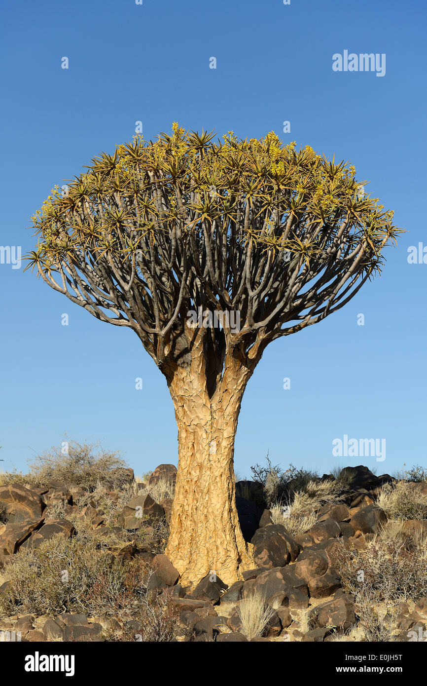 Koecherbaum oder Quivertree (Afrikaans : Kokerboom, Aloe dichotoma) bei Sonnenaufgang , Keetmanshoop, Namibie, Afrique Banque D'Images