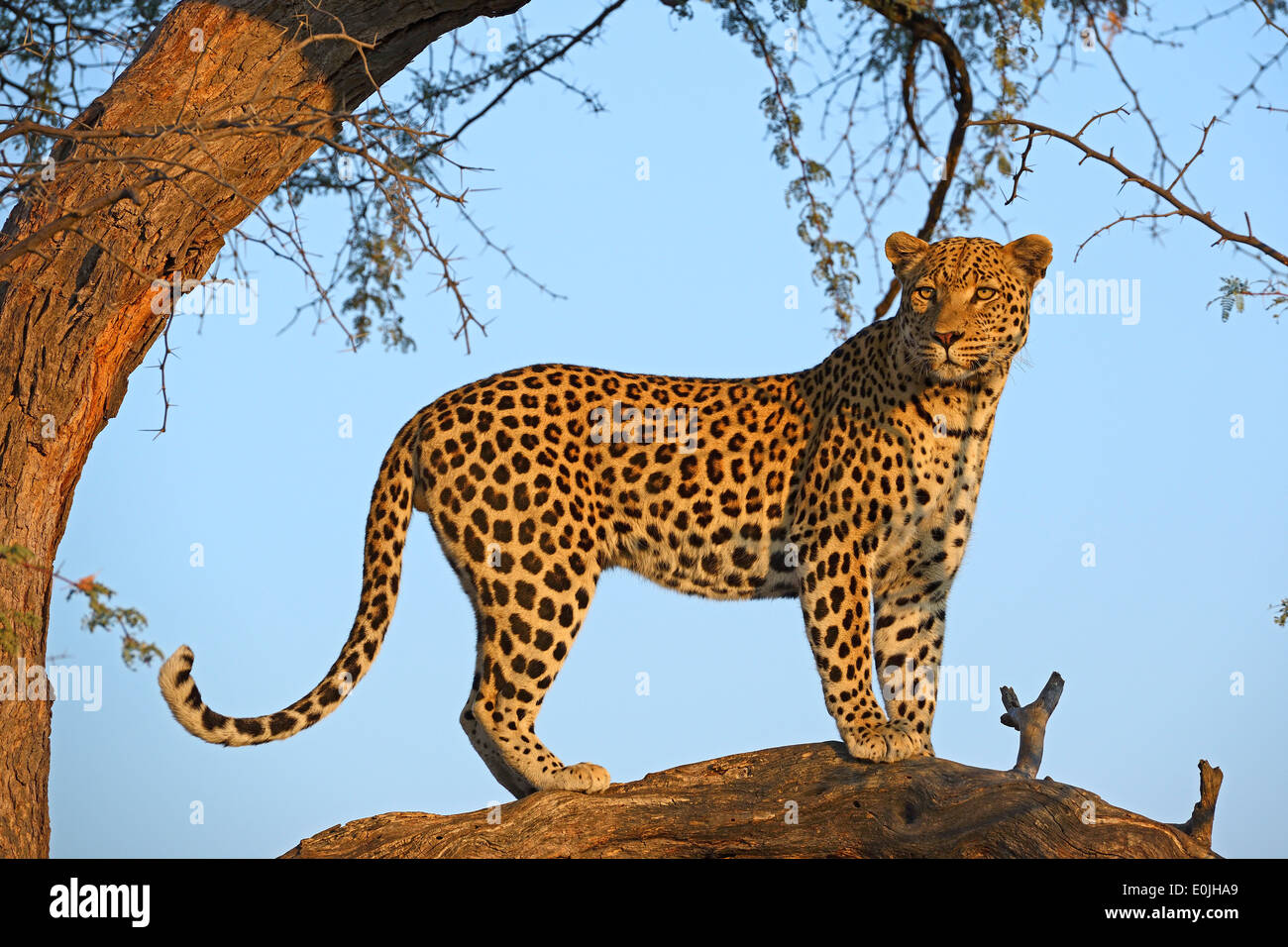 Leopard (Panthera pardus) haelt Ausschau auf einem Baum im ersten Morgenlicht , Khomas Region, Namibie, Afrique Banque D'Images