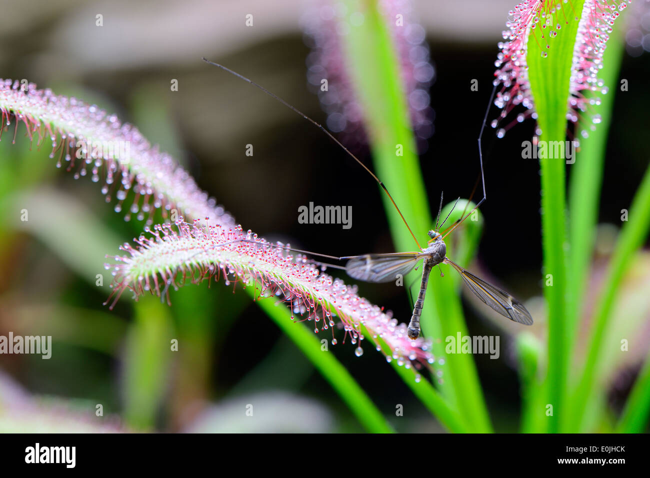 Fliege gefangen ist vom Kap-Sonnentau ( Drosera capensis), Vorkommen Südafrika Banque D'Images