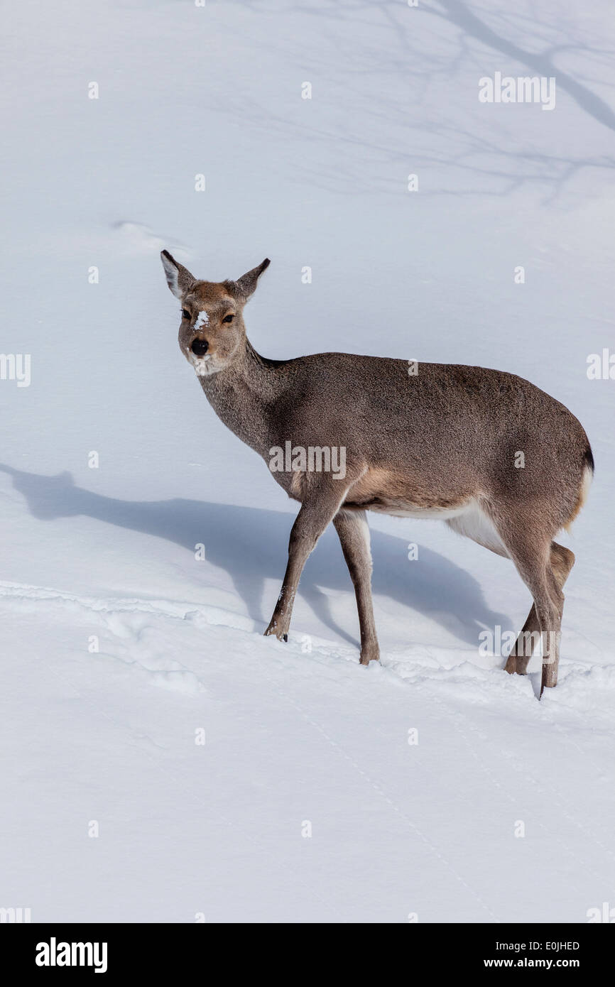 Chevreuil dans la neige a couvert la terre à Hokkaido, Japon Banque D'Images