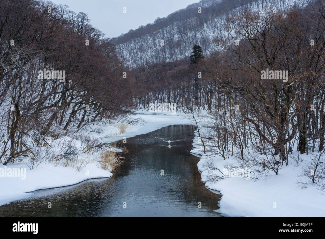 La rivière Oirase, Aomori, Japon Banque D'Images