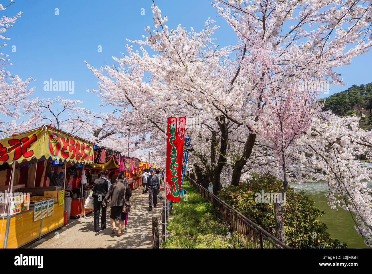Floraison des Cerisiers au Japon Banque D'Images
