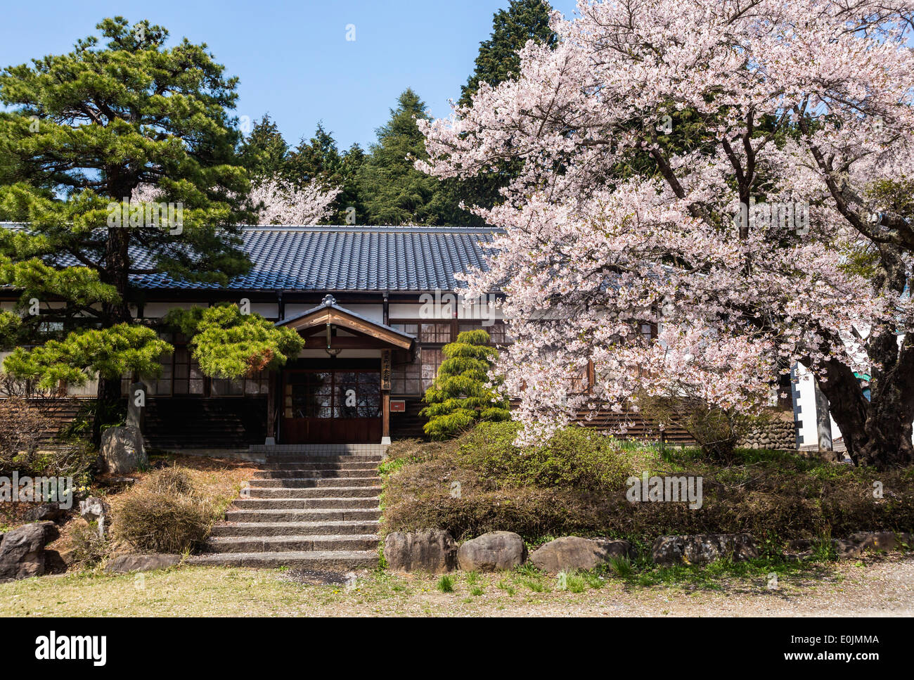 Ancien bâtiment de l'école et les cerisiers en fleurs au Japon Banque D'Images