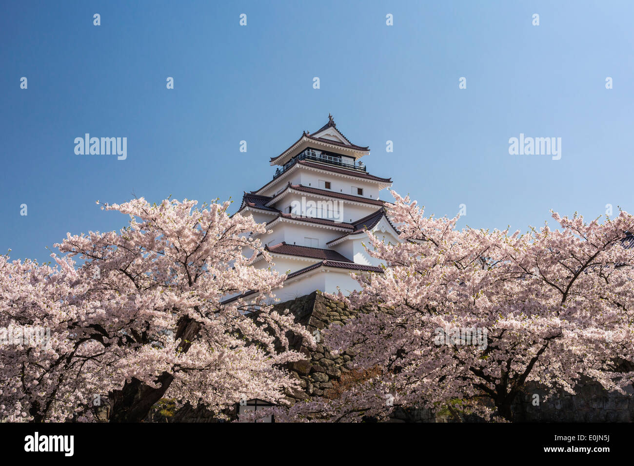 Château Tsurugajo et cerisiers, Fukushima, Japon Banque D'Images