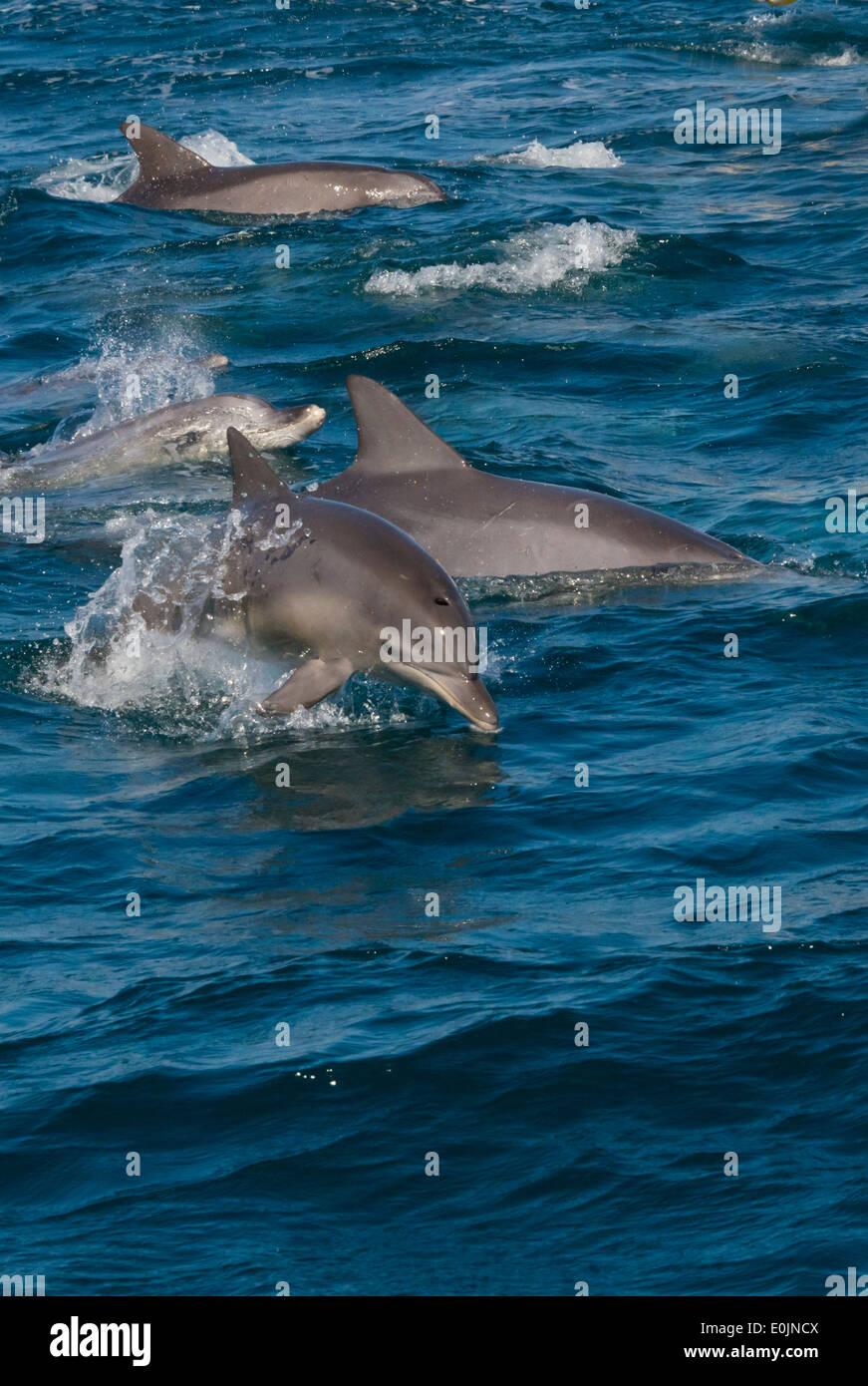 Grands dauphins dans l'océan, Amakusa, Préfecture Kumamoto, Kyushu, Japon Banque D'Images