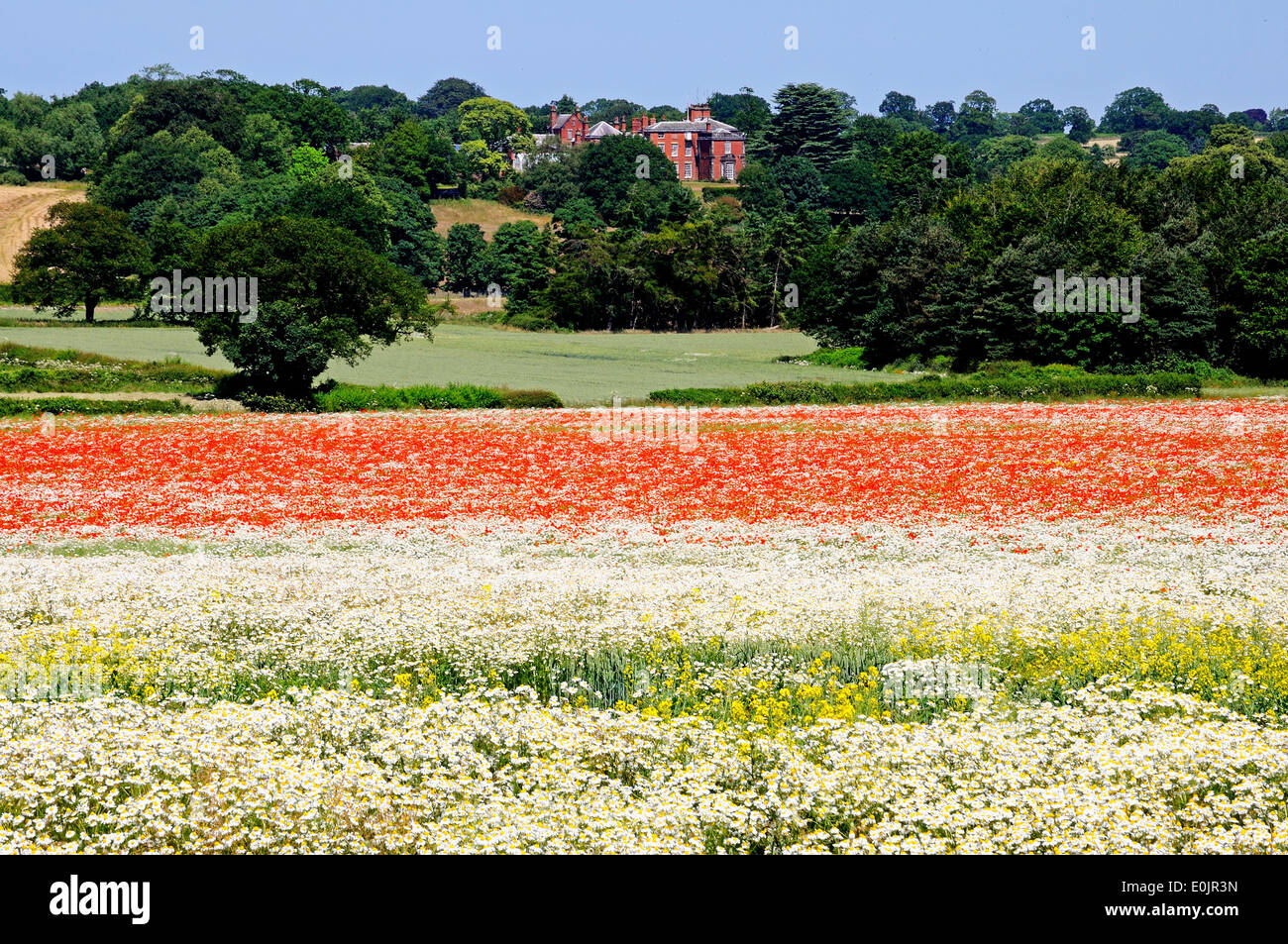 Champ de pavot mélangé avec des fleurs sauvages jaunes et blancs avec des capacités à l'arrière, à Lichfield, Staffordshire, Royaume-Uni. Banque D'Images