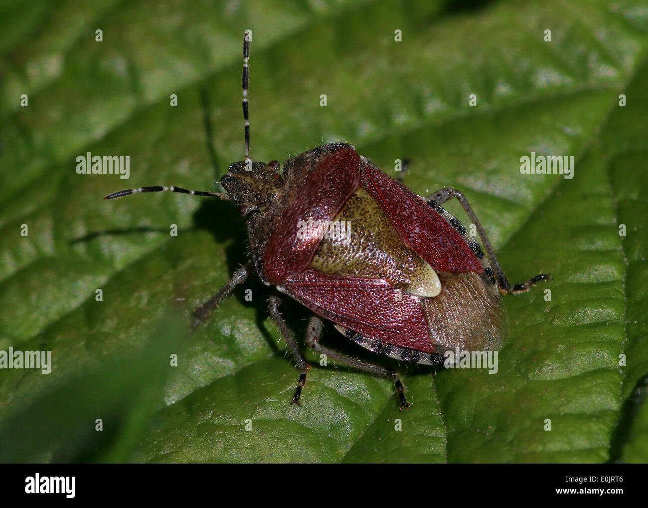 Close-up of a Prunelle bug (Dolycoris baccarum) Banque D'Images