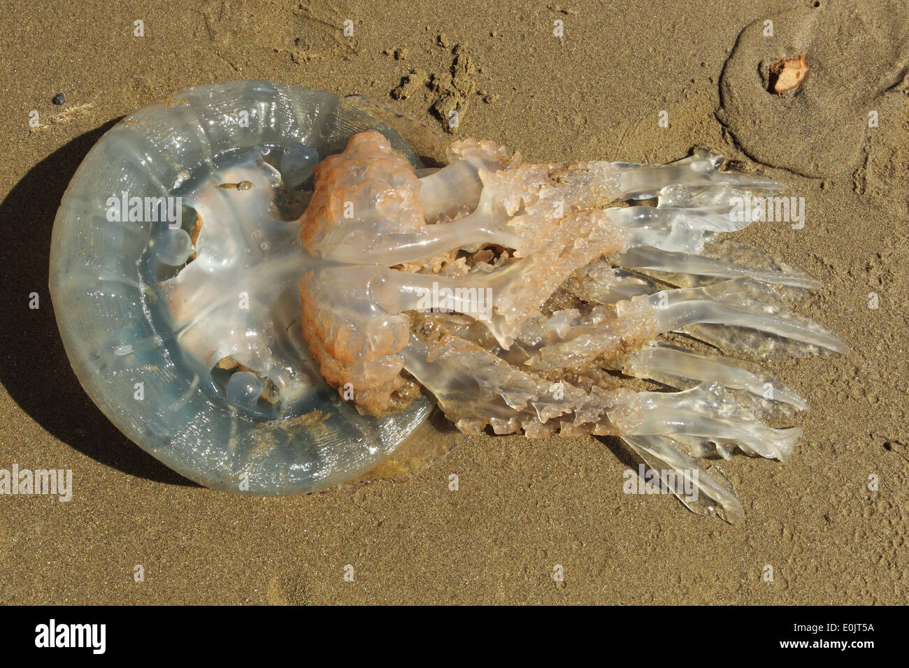 Méduses Rhizostoma pulmo, Baril, méduses méduses couvercle poubelle , Portland Dorset UK peut Banque D'Images