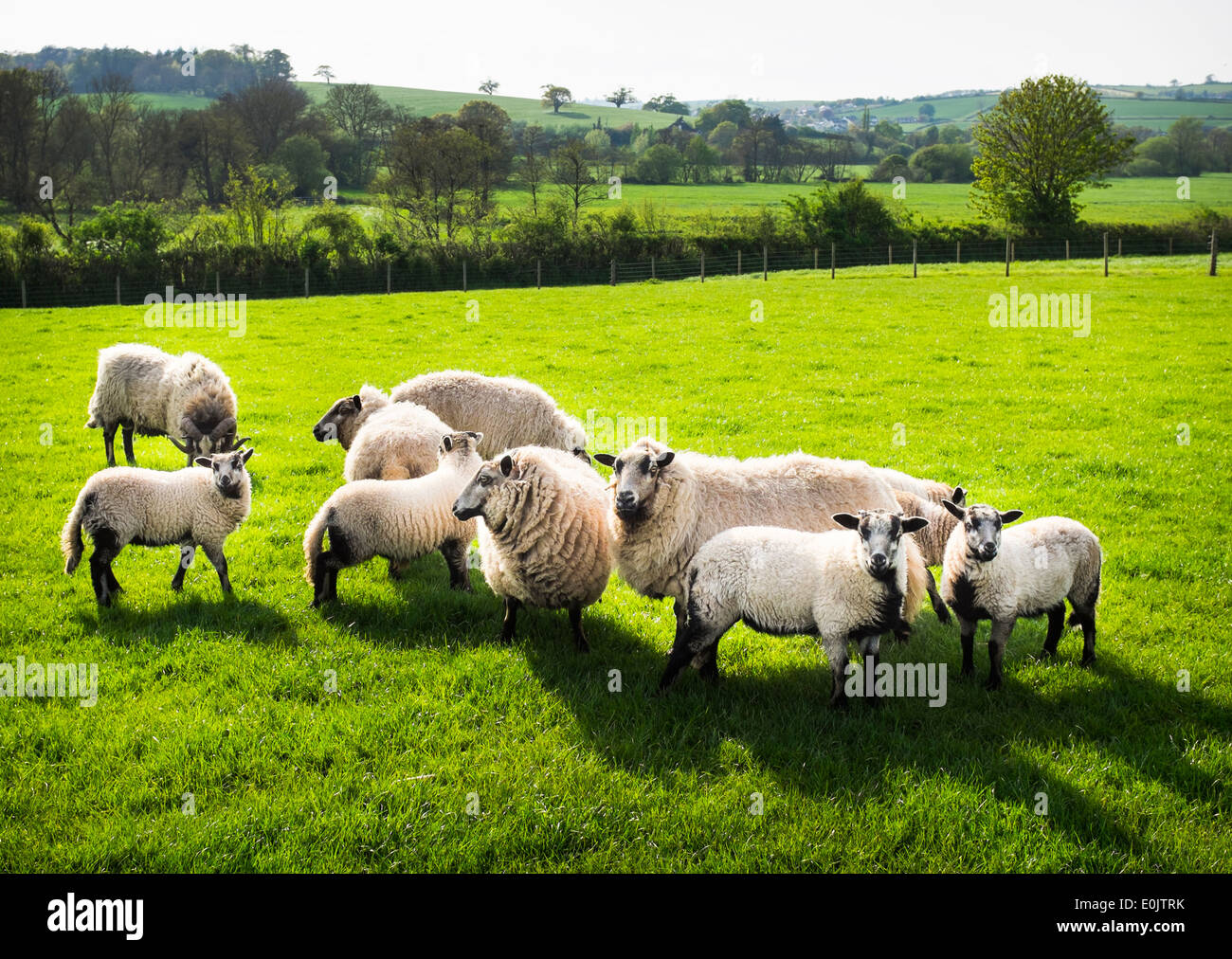 Un bélier, et d'un groupe de moutons dans un domaine rural, dans le Devon (Angleterre). Banque D'Images