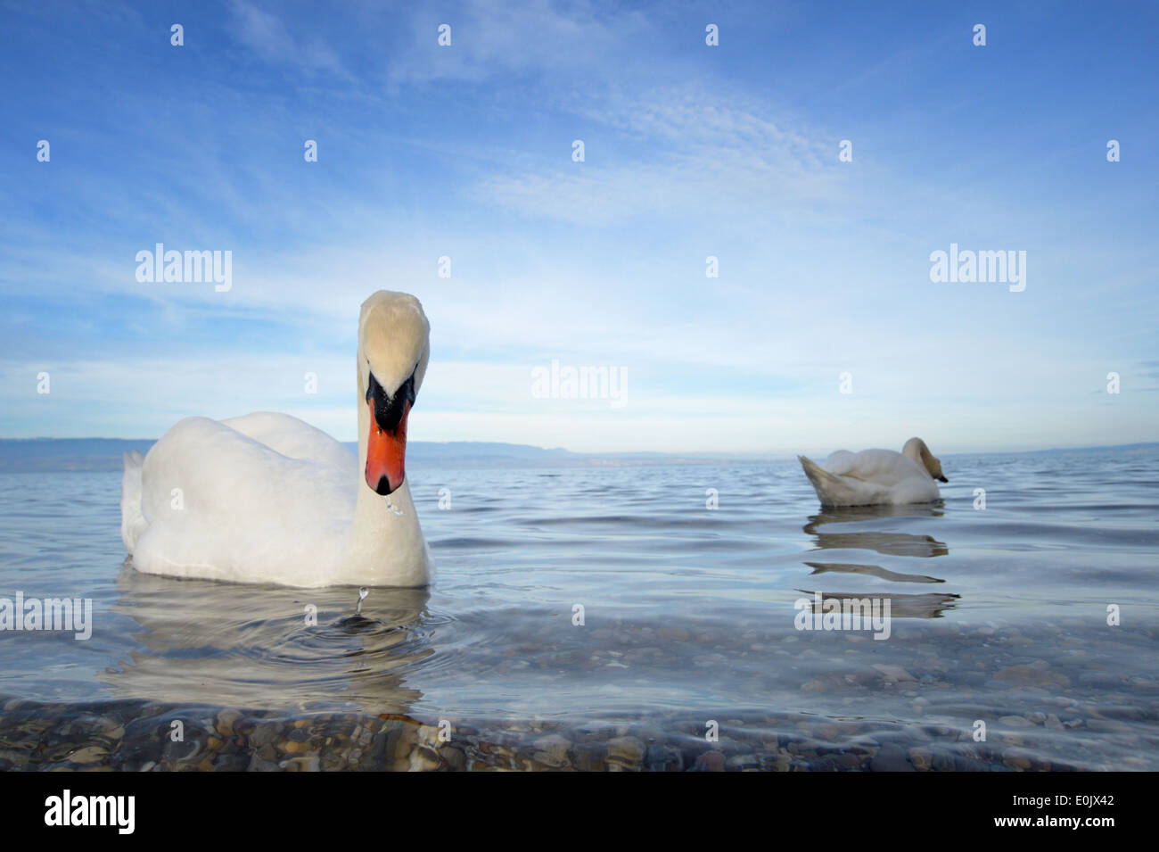 Mute Swan (Cygnus olor) couple sur l'eau du lac Léman, Close up. Banque D'Images