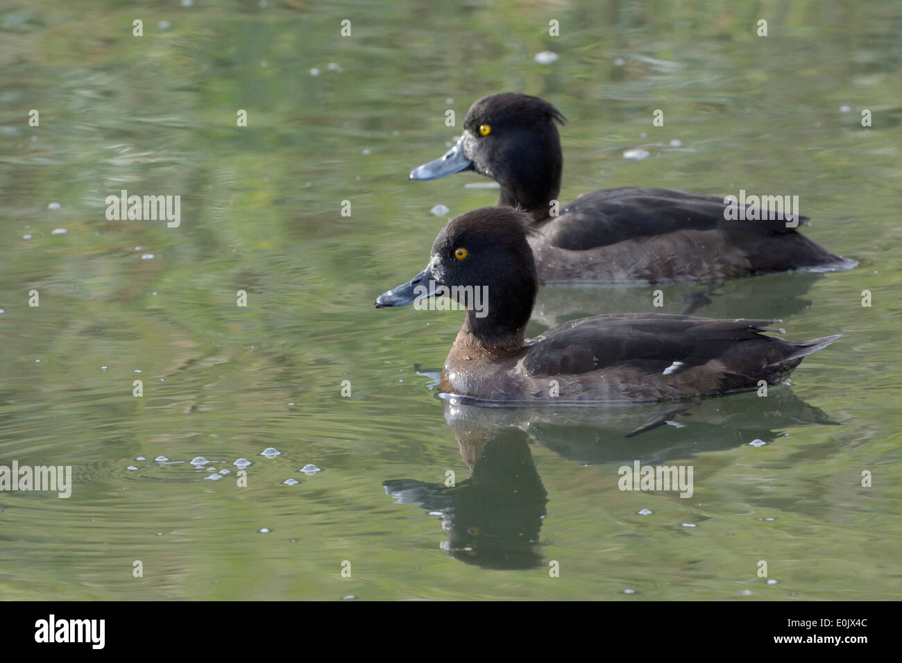 Deux Fuligule morillon Aythya fuligula (femelle) nager sur l'eau Banque D'Images