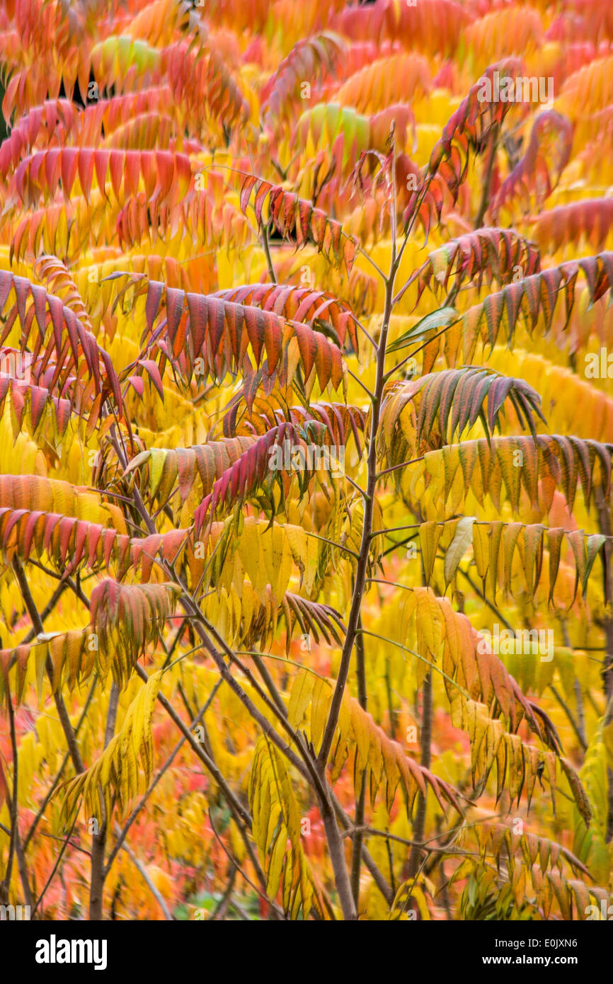 Corne de cerf couleur feuillage sumac Acadia national park, Maine, USA Banque D'Images