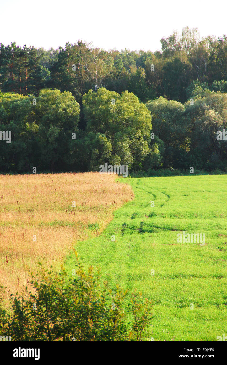 Champ vert et l'agriculture avec paysage de forêt Banque D'Images