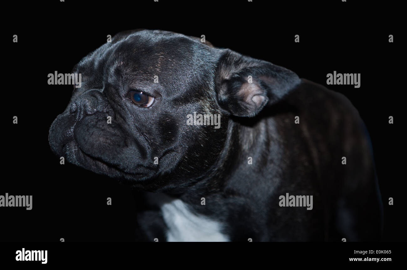 Un beau Bouledogue français chien tête portrait avec mignon expression dans la face ridée et regarder permanent Banque D'Images