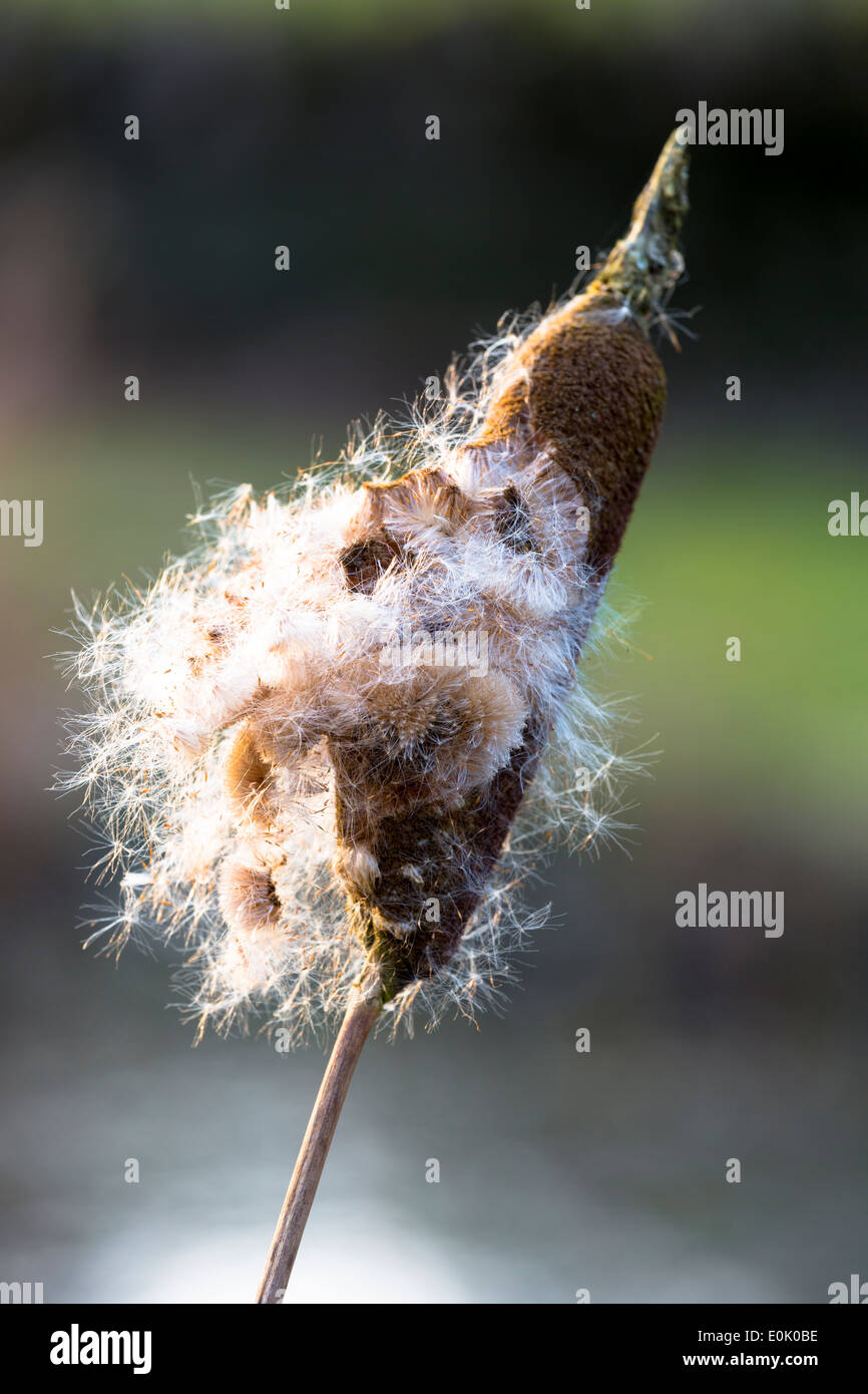La dispersion des semences de graminées carex un bullrush, Cyperaceae, dans des milieux humides en Royaume-Uni Banque D'Images