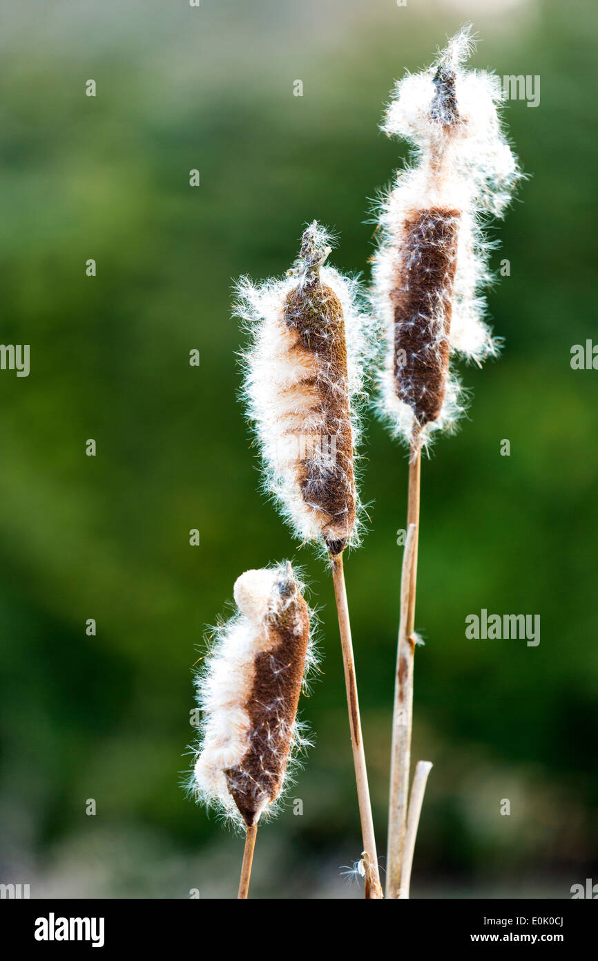 La dispersion des semences de graminées carex un bullrush, Cyperaceae, dans des milieux humides en Royaume-Uni Banque D'Images