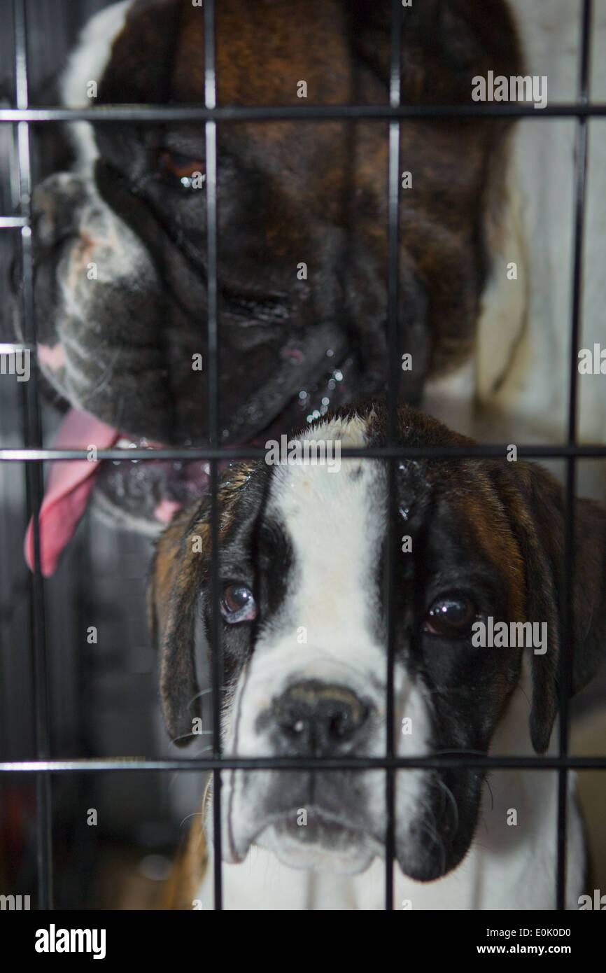 Chiens Boxer sur leur cage. Père et fils Banque D'Images