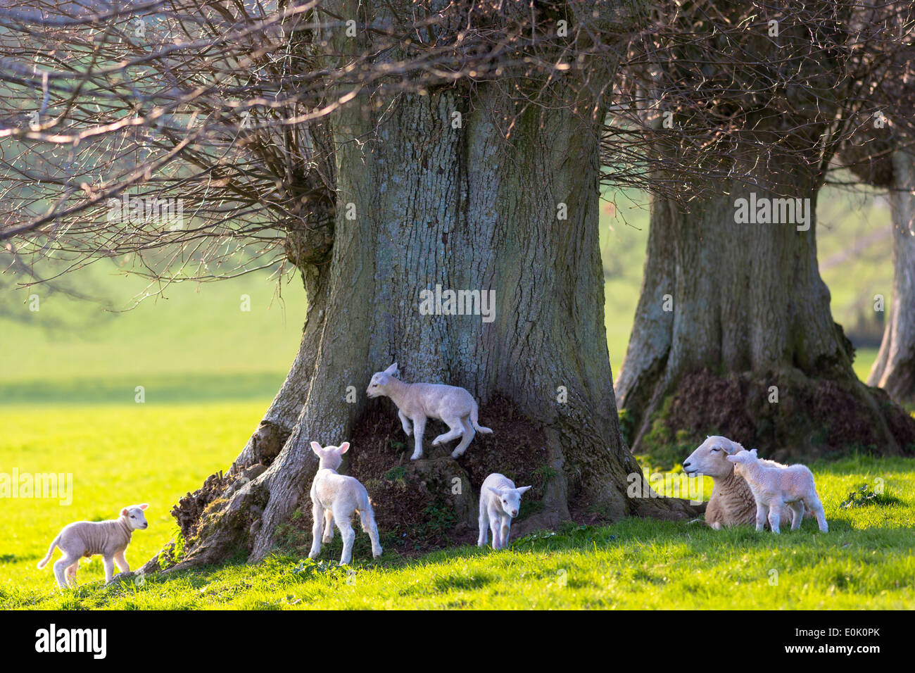 Moutons et agneaux, Ovis aries, dans les Cotswolds, Gloucestershire, Royaume-Uni Banque D'Images