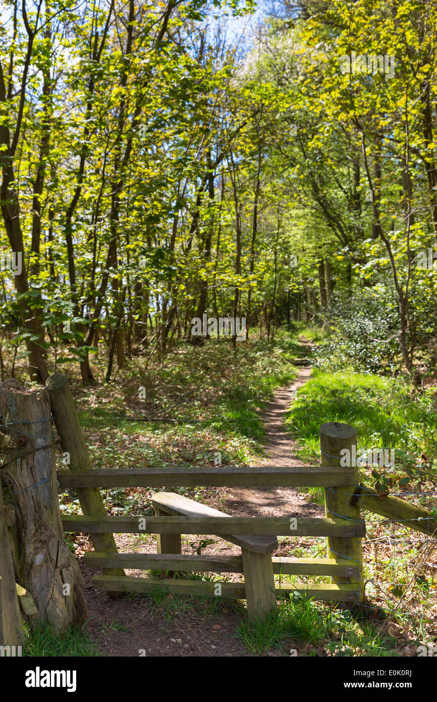 Style traditionnel en bois sur pied à l'intérieur des trous Bois Bruern dans les Cotswolds, Oxfordshire, UK Banque D'Images