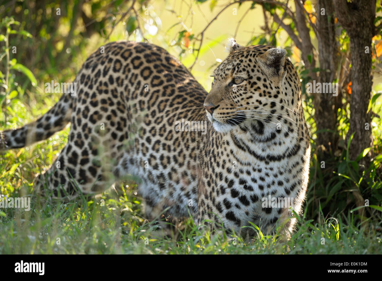 Leopard dans les hautes herbes, Masai Mara, Kenya Banque D'Images