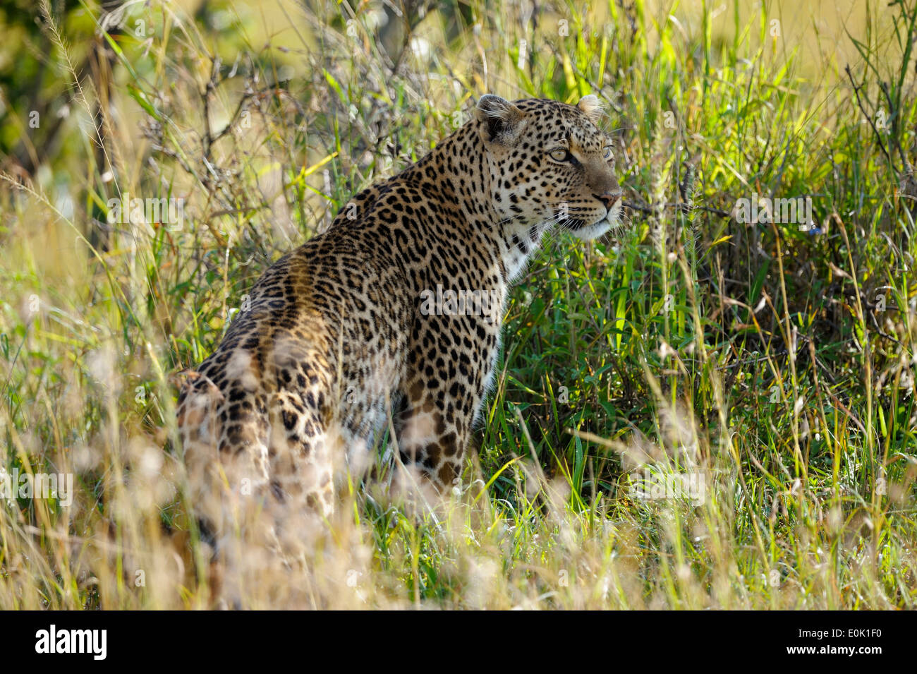 Leopard dans les hautes herbes, Masai Mara, Kenya Banque D'Images