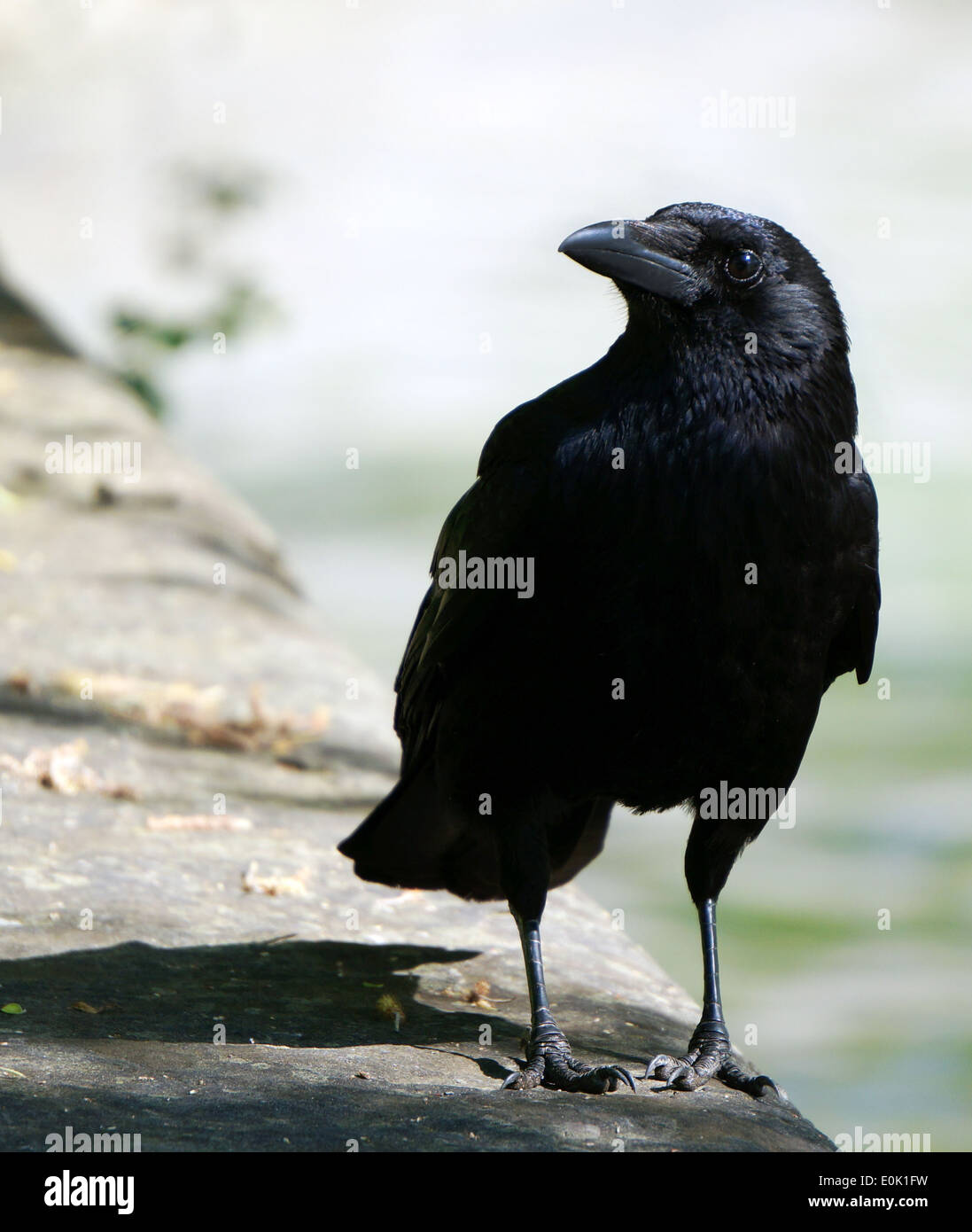 Close-up of a curious Raven Crow ou à la recherche de nourriture et en face de la photographie eye-to-eye Banque D'Images