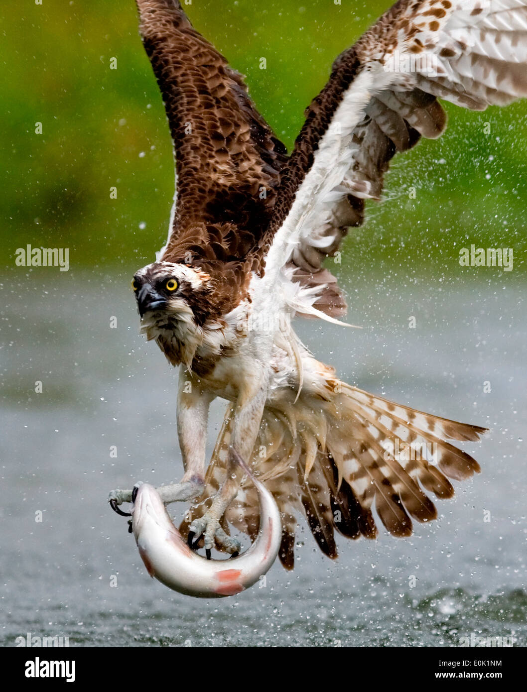 La pêche du saumon de fontaine d'OSPREY, la Finlande (Pandion haliaetus) Banque D'Images