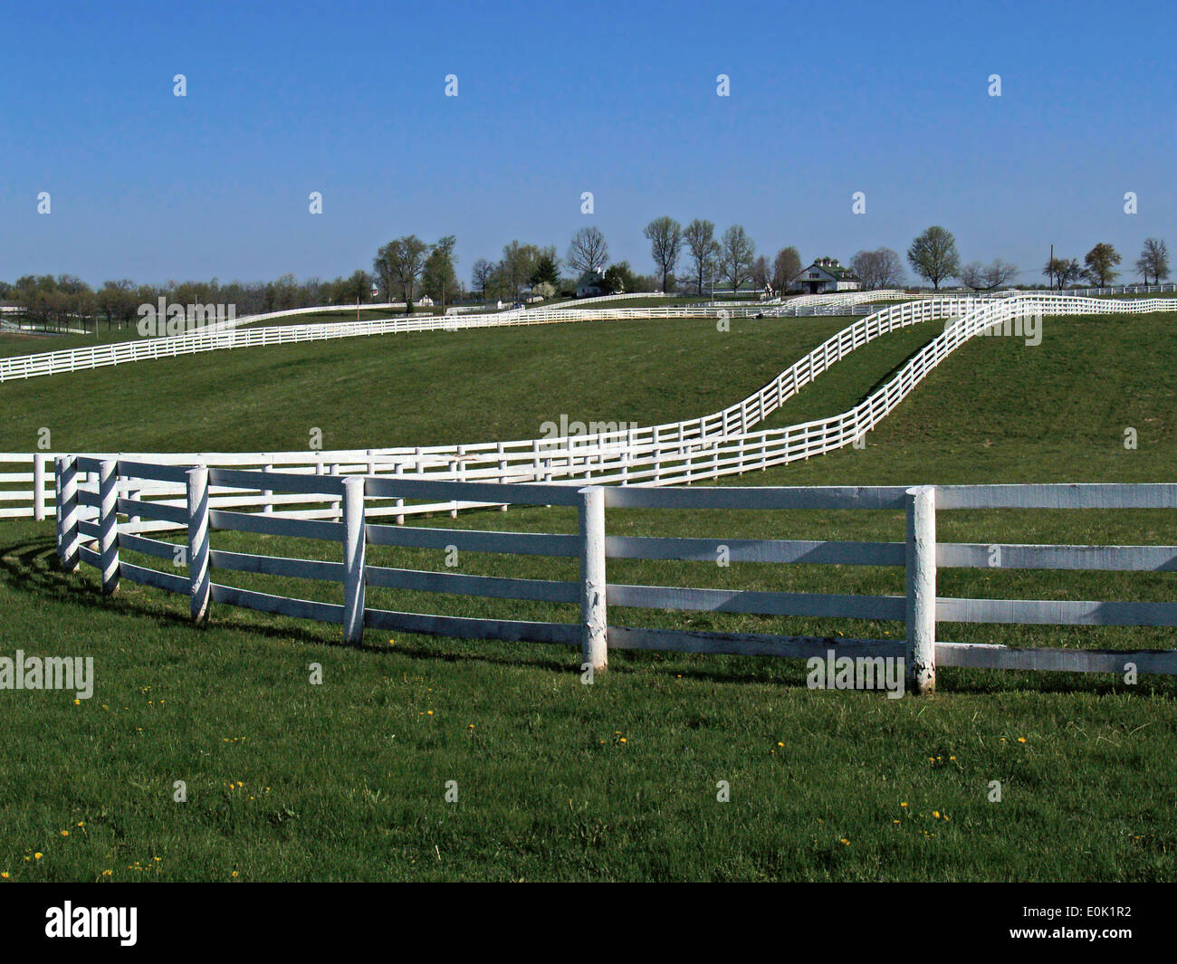 Plank blanc des clôtures le long du bluegrass, le circuit en voiture,Lexington,Texas Banque D'Images