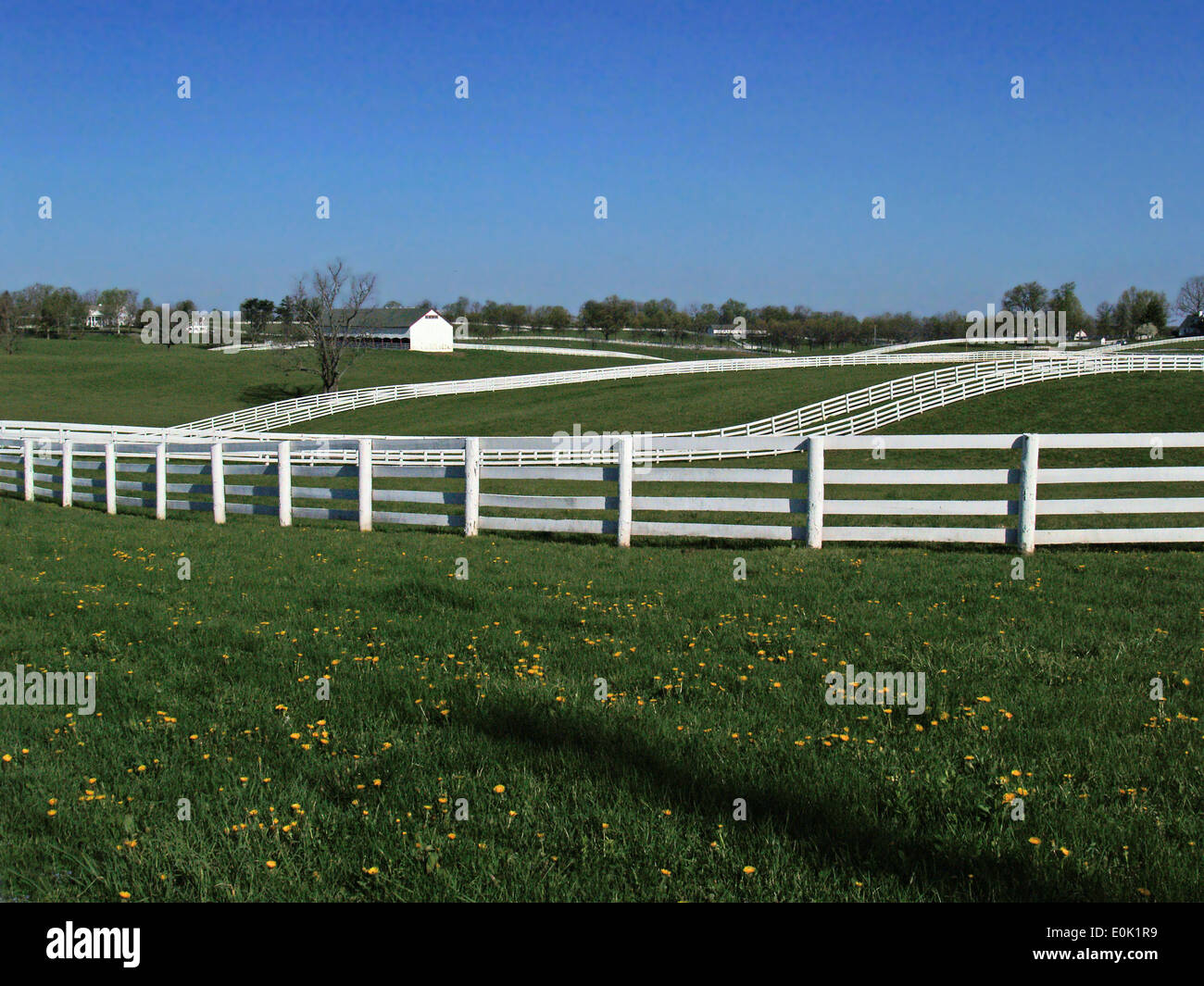 Plank blanc des clôtures sur la visite en voiture du Bluegrass, Lexington, Kentucky, Banque D'Images