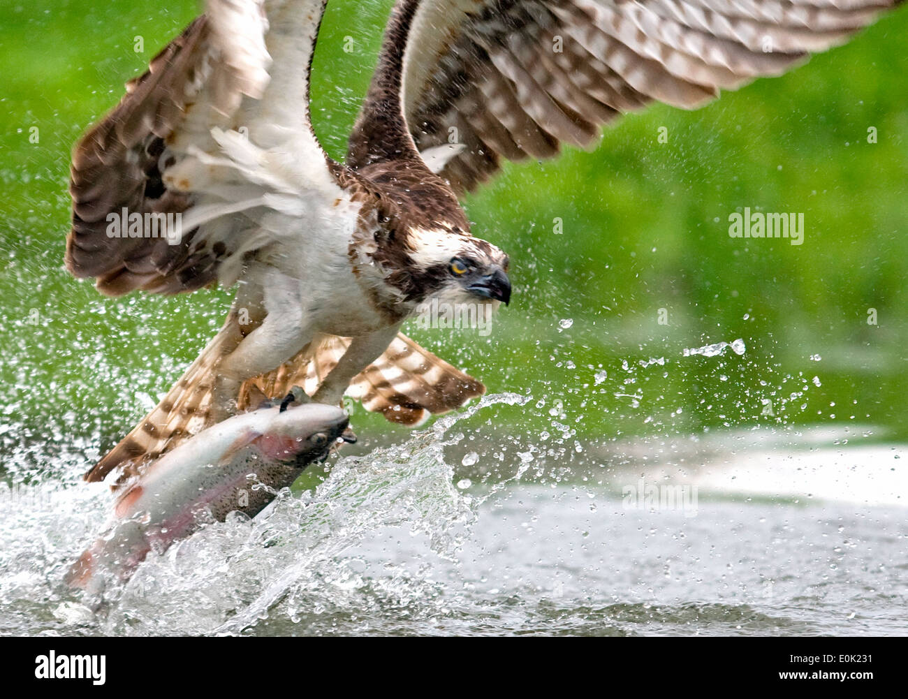 La pêche du saumon de fontaine d'OSPREY, la Finlande (Pandion haliaetus) Banque D'Images