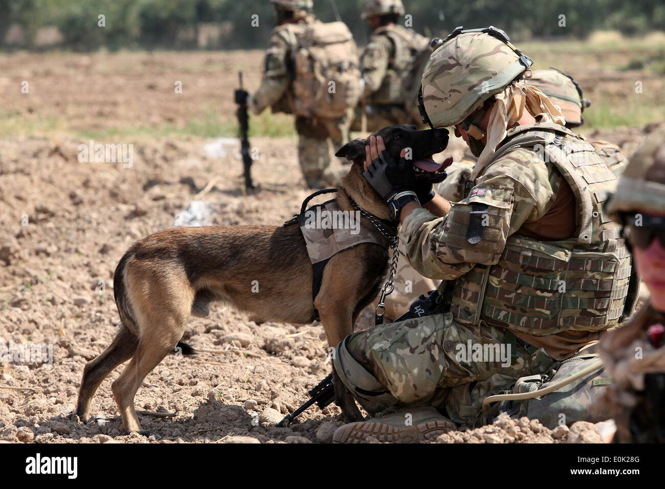 Lance le Cpl. Tom Welstand, originaire de Berystedmunds, en Angleterre, et un chien de travail militaire avec l'Escadron 103 Chien militaire, Banque D'Images