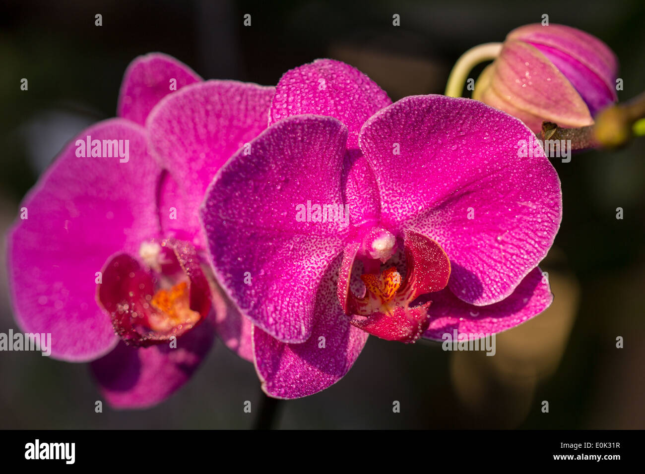 orchidée rose Banque D'Images